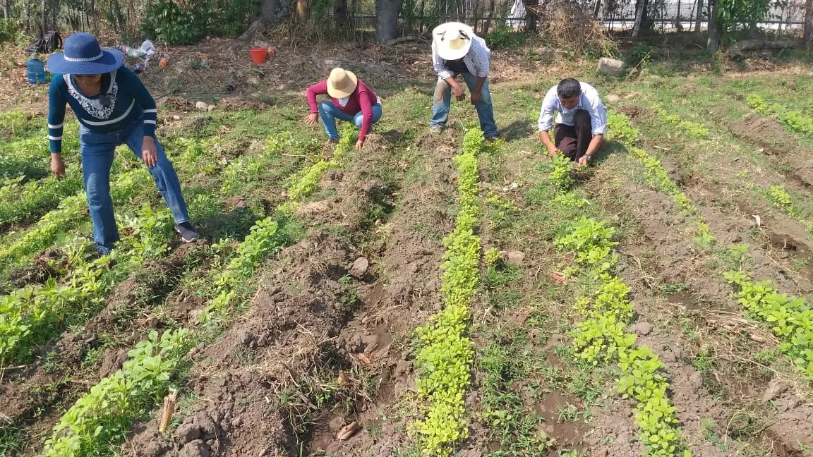 Están por liberar una nueva variedad de amaranto; cultivo en riesgo de  desaparecer | Línea Caliente Noticias
