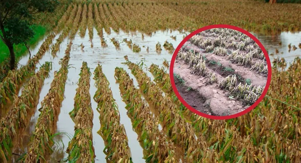 Campesinos de Morelos alertan por posible caída en la producción ...